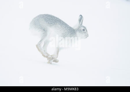 Lièvre variable (Lepus timidus) s'exécutant dans la neige, le manteau d'hiver, parc national des Cairngroms, Highlands, Scotland Banque D'Images