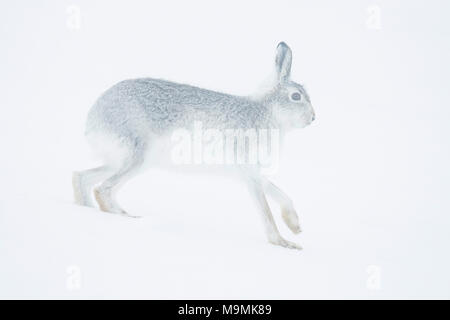 Lièvre variable (Lepus timidus) s'exécutant dans la neige, le manteau d'hiver, parc national des Cairngroms, Highlands, Scotland Banque D'Images