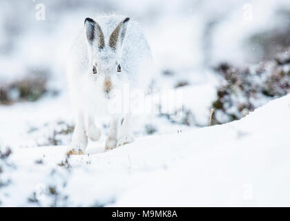 Lièvre variable (Lepus timidus) s'exécutant dans la neige, le manteau d'hiver, parc national des Cairngroms, Highlands, Scotland Banque D'Images