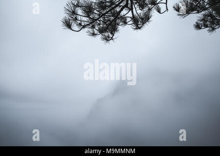 Les branches d'arbres de pin d'ossature sur blue Foggy Mountain Landscape Banque D'Images