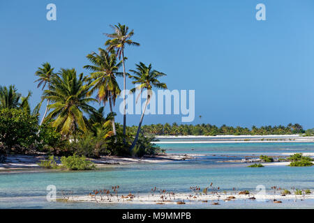 Paysage de l'île avec des palmiers, lagune, l'atoll de Tikehau, archipel des Tuamotu, îles de la société, îles du Vent Banque D'Images