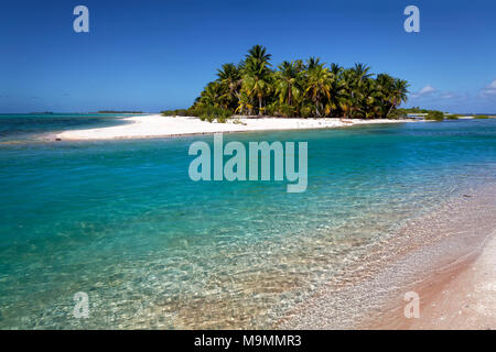 Lonely Island, plage de palmiers, l'atoll de Tikehau, archipel des Tuamotu, îles de la société, Iles du Vent, Polynésie Française Banque D'Images