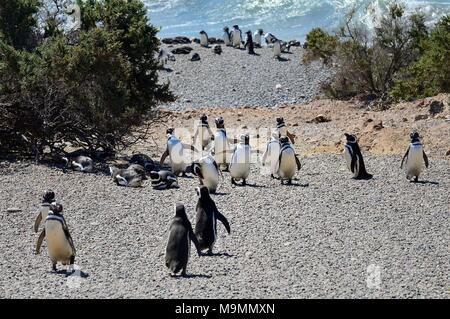 Les manchots de Magellan (Spheniscus magellanicus), beach colony, Punta Tombo, Chubut, Argentine Banque D'Images