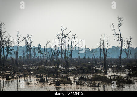 Les arbres morts, inondé les environs sur la façon de les ruines du temple de Neak Pean, Parc archéologique d'Angkor, Siem Reap Province Banque D'Images