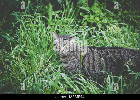 Un jeu de chat et de chasse dans un jardin à San Gregorio da Sassola, Italie Banque D'Images