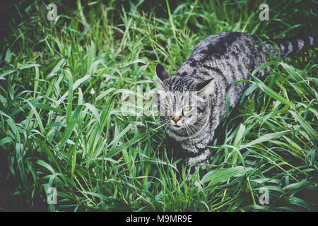 Un chat aux yeux verts avec de l'herbe environs à San Gregorio da Sassola, Italie Banque D'Images