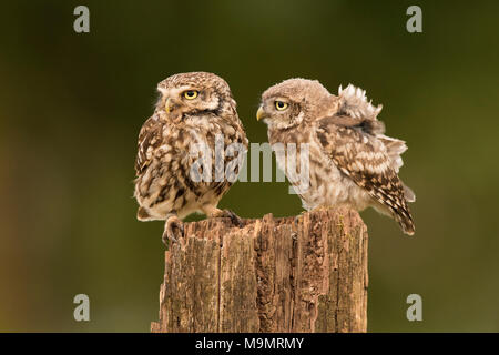 Chouette chevêche (Athene noctua), d'oiseaux adultes mit jeune animal, Rhénanie-Palatinat, Allemagne Banque D'Images