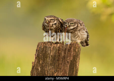 Chouette chevêche (Athene noctua), d'oiseaux adultes avec les jeunes, l'alimentation animale, ver de terre comme proies, Rhénanie-Palatinat, Allemagne Banque D'Images