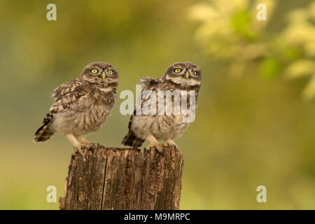 Chouette chevêche (Athene noctua), les jeunes oiseaux, Rhénanie-Palatinat, Allemagne Banque D'Images