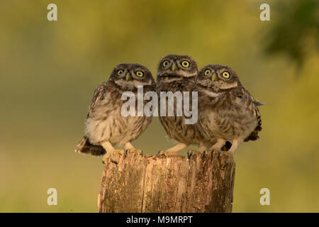 Chouette chevêche (Athene noctua), les jeunes oiseaux, Rhénanie-Palatinat, Allemagne Banque D'Images