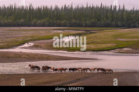 Troupeau de chevaux sauvages traversant le lit de la rivière Tuul, Parc National de Gorkhi-Terelj, Mongolie Banque D'Images