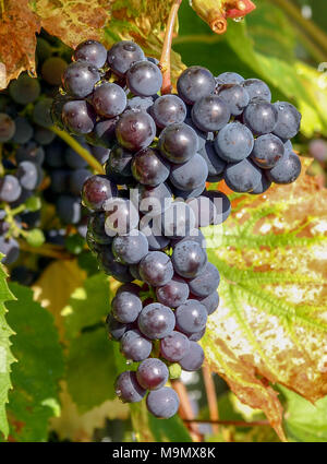 Vinranka commun, vigne (Vitis vinifera) Banque D'Images