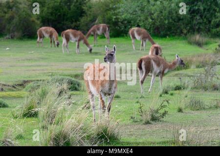 Troupeau de guanacos (Lama guanicoe), Valle Chacabuco, Región de Aysén, Chili Banque D'Images