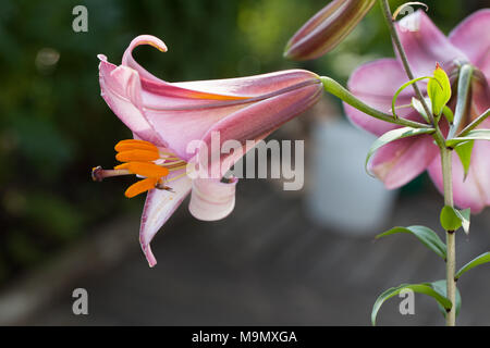 Lily trompette, Kungslilja (Lilium regale) Banque D'Images