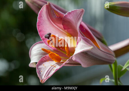 Lily trompette, Kungslilja (Lilium regale) Banque D'Images