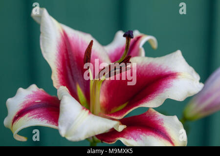 Jardin 'plaisir' hybride Oriental, Orientlilja (Lilium hybride) Banque D'Images