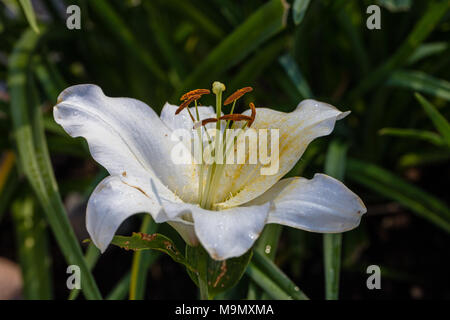 Rialto' 'hybride Oriental, Orientlilja (Lilium hybride) Banque D'Images