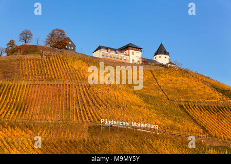 Vue sur les vignobles du Château de Marienburg en automne, Alf, Moselle, Rhénanie-Palatinat, Allemagne Banque D'Images