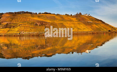 Vue sur les vignobles du Château de Marienburg en automne, Alf, Moselle, Rhénanie-Palatinat, Allemagne Banque D'Images