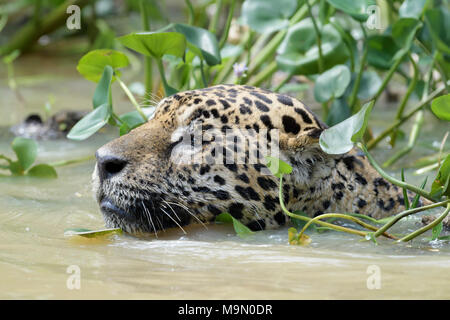 Jaguar (Panthera onca) portrait dans l'eau, Pantanal, Mato Grosso, Brésil Banque D'Images