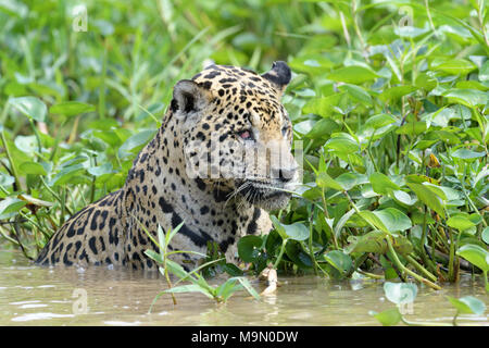 Jaguar (Panthera onca) la chasse dans l'eau des îles Caïmanes, Pantanal, Mato Grosso, Brésil Banque D'Images