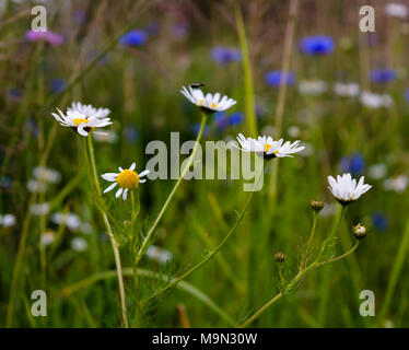 Fleurs de Printemps de camomille et barbeaux en arrière-plan. Bee est assis sur la fleur Banque D'Images