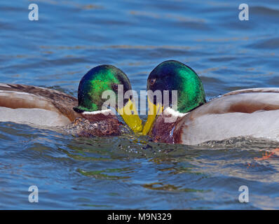 Mallard Anus platyrhyncha combats Drakes Banque D'Images