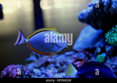 Unicornfish de l'orne du Pacifique - Naso liturtus Banque D'Images