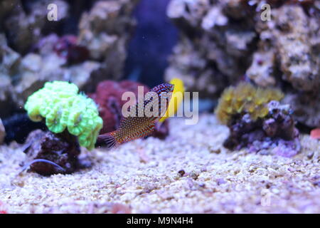 Poissons napoléons Leopard ornementé dans coral reef aquarium tank Banque D'Images