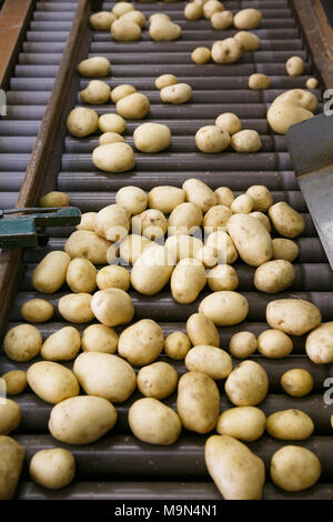 Nettoyer les pommes de terre sur un convoyeur à courroie, préparé pour  l'emballage. L'agroalimentaire, l'industrie alimentaire et le commerce de  la technologie concept Photo Stock - Alamy