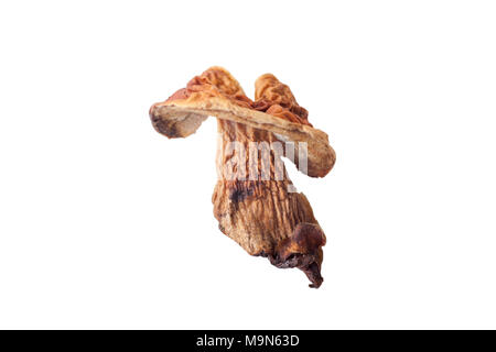 Les champignons séchés isolé sur fond blanc Banque D'Images