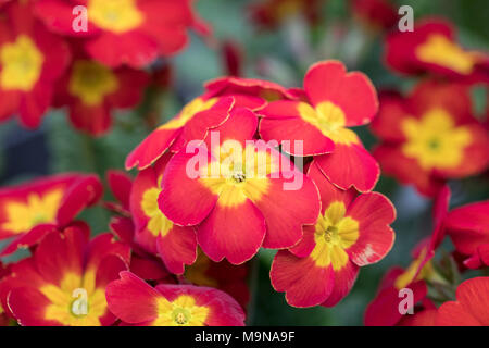 Gros plan sur la floraison printanière de polyanthus Red F1 au Royaume-Uni Banque D'Images