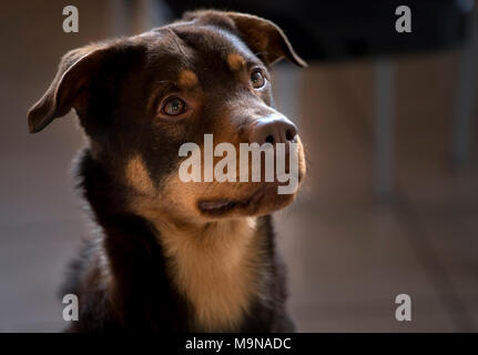 Portrait de chien en maison, clôture Banque D'Images