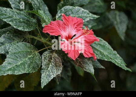 Cultivar Hibiscus rosa-sinensis Banque D'Images