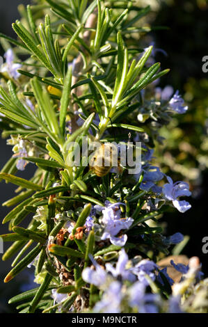 Close-up d'une abeille la collecte du Pollen de Fleurs de romarin, Macro Nature, Sicile Banque D'Images