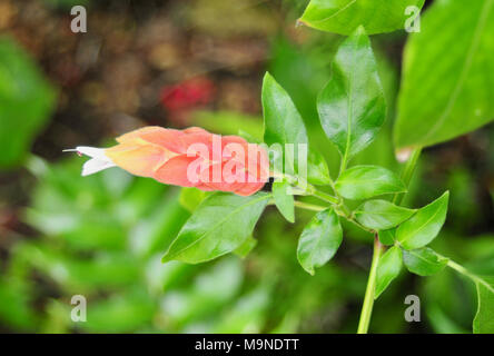 Détail d'un blanc orange et rose fleur plante crevette et feuilles vertes Banque D'Images