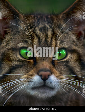 Chat sauvage écossais Banque D'Images