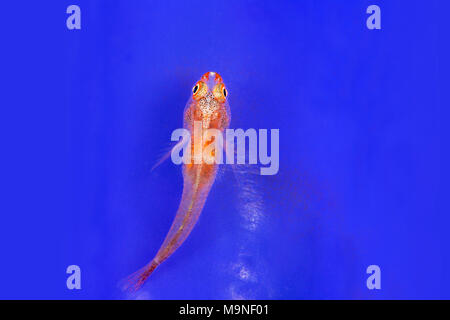 Corail fouet assis sur une mer bleu vif Banque D'Images