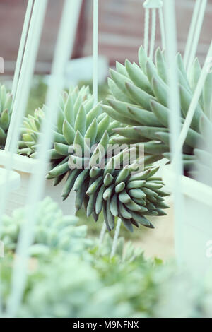 Groupe de Sedum burro queue pendre sur le bâti en jardin de fleurs, Close up of cactus succulentes avec fond vert, une sorte de plante d'aussi beau Banque D'Images