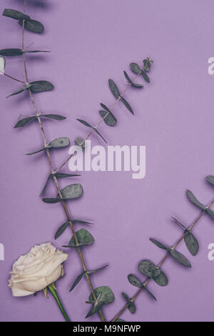 Vue de dessus et vert de fleurs disposées des feuilles d'eucalyptus isolé sur purple Banque D'Images