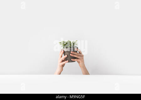 Close-up vue partielle de personne holding tiny potted houseplant en mains on white Banque D'Images