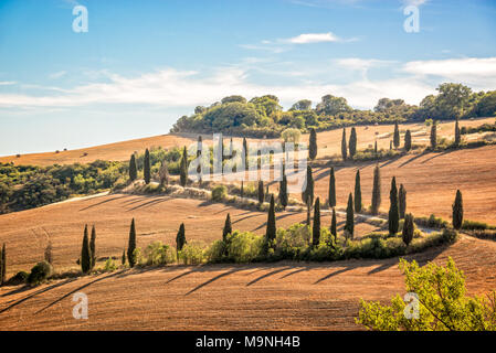 Beau paysage typique de la Toscane avec des rangées de cyprès, La Foce, Toscane, Italie Banque D'Images