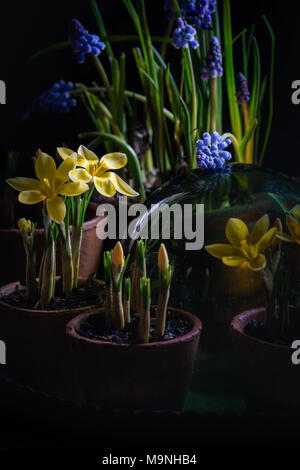 Crocus jaune et bleu Muscari en pot Banque D'Images