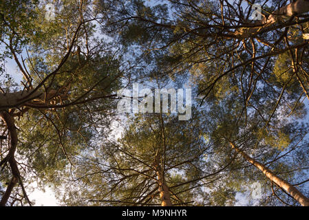 À la recherche jusqu'à travers la canopée de sapins sur le bord de Frensham Great Pond aux nuages et ciel bleu au-dessus, Surrey Hills AONB, England, UK Banque D'Images