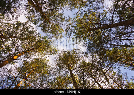 À la recherche jusqu'à travers la canopée de sapins sur le bord de Frensham Great Pond aux nuages et ciel bleu au-dessus, Surrey Hills AONB, England, UK Banque D'Images