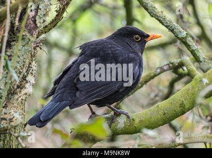 Des profils Merle noir (Turdus merula blackbird), perché sur une branche d'arbre en hiver au Royaume-Uni. Banque D'Images