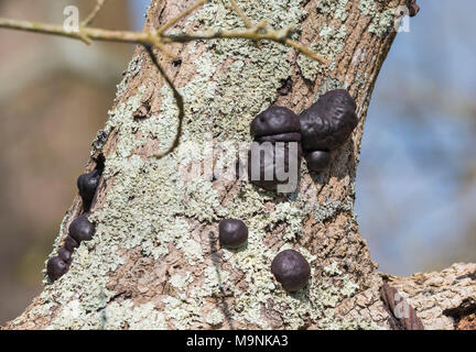 Le roi Alfred (Daldinia concentrica champignons Gâteaux, AKA crampon et boules champignon du charbon) poussant sur un arbre au printemps au Royaume-Uni. Champignon d'arbre. Banque D'Images