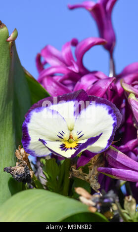 Jardin Pansy (Viola x wittrockiana) fleurit au début du printemps dans le West Sussex, Angleterre, Royaume-Uni. Banque D'Images