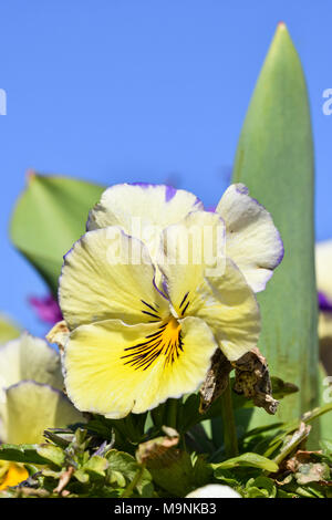 Jardin de printemps jaune crème pensées (Viola x wittrockiana) fleurit au début du printemps dans le West Sussex, Angleterre, Royaume-Uni. Jardin de printemps jaune crème Pansy. Banque D'Images