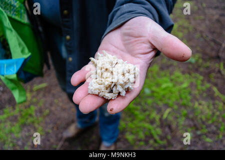 Chasse aux Champignons réussie Banque D'Images